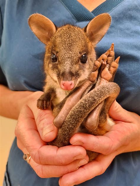 Photos From Treating Patients Australia Zoo Wildlife Hospital
