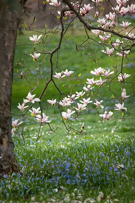 Reader Photos Magnolias At Longwood Gardens Finegardening