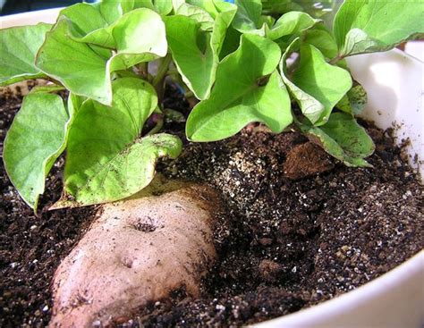 How To Grow Sweet Potatoes The Homestead Garden