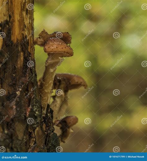 Honey Fungus On Tree In Morning Forest Stock Image Image Of Growing