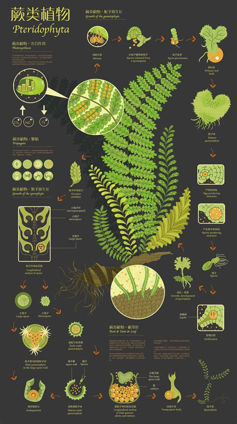 75 Beautiful Creative And Brilliant Infographic Design Examples
