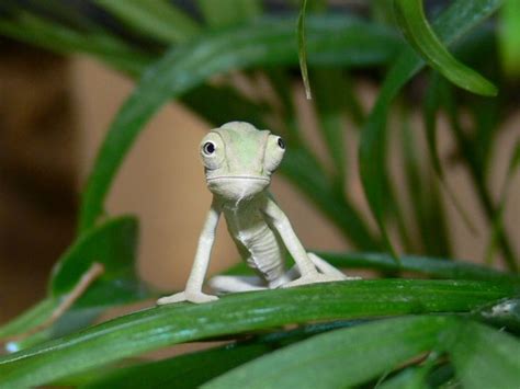 Caring For Baby Chameleons The Complete Guide To Raising Them Right