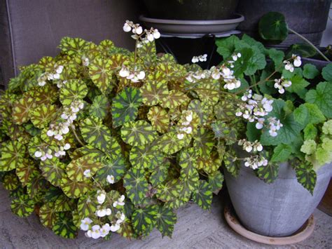 To care for a begonia, figure out if your type thrives best indoors or outdoors—if you aren't sure, ask someone at your local nursery! Всё о бегониях и не только...: Begonia 'Tiger Paws'