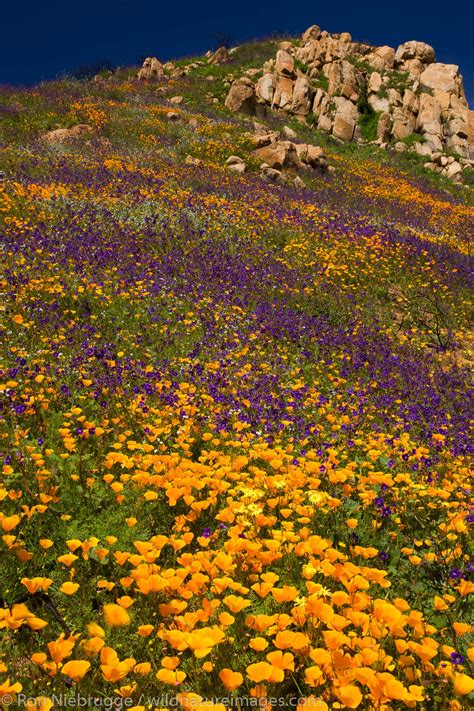 Wildflowers In San Diego San Diego California Photos By Ron Niebrugge