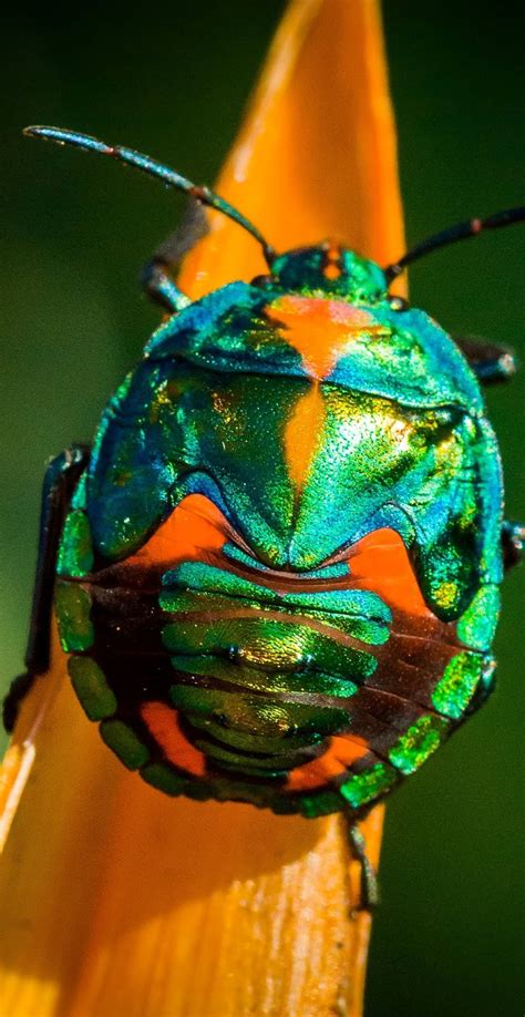 A Colorful Rainbow Beetle About Wild Animals