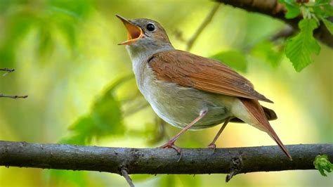 Bird Sounds Common Nightingale Luscinia Megarhynchos Youtube