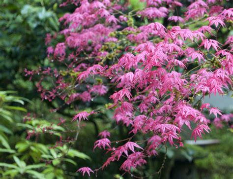 Pink Maple By Laurascudder Chronicles Of A Love Affair With Nature