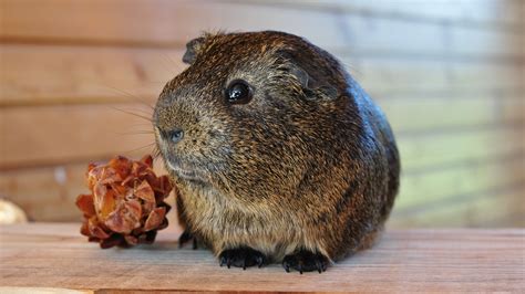 Free Images Pet Fur Mammal Rodent Fauna Guinea Pig Whiskers