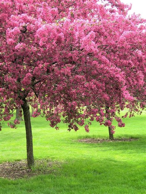 Crabapple Trees In Bloom Photograph By Kathleen Brant Pixels