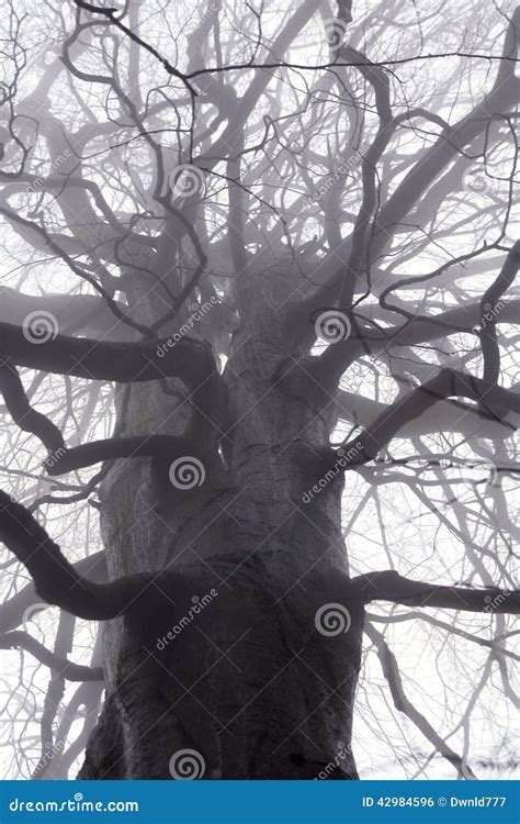 Spooky Tree Branches Stock Photo Image Of Silhouette 42984596