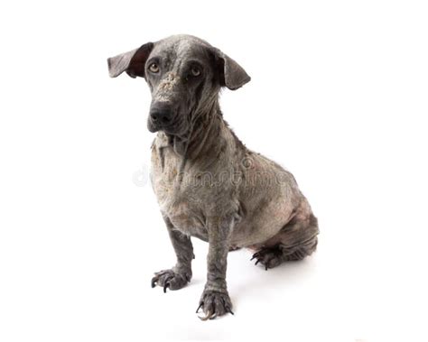 Dog Sick Leprosy Skin Problem With Pregnant On White Background Photo