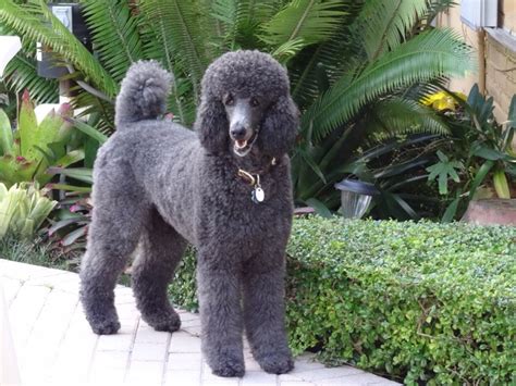 Comparing Black Blue Silver Page 4 Poodle Forum