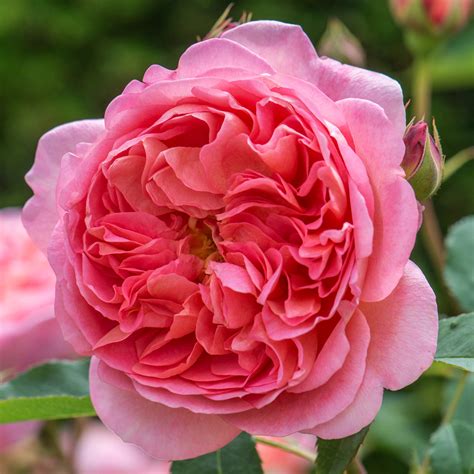 Boscobel English Shrub Rose David Austin Roses