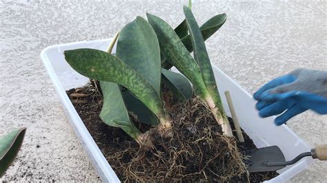 Home / products / sansevieria whale fin. Repotting Sansevieria Whale Fin - Sansevieria Masoniana ...