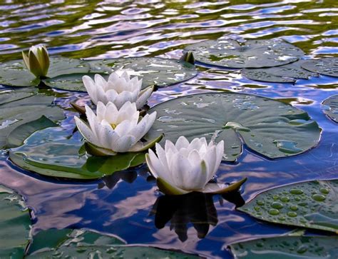 63 Best Images About Lily Pads On Pinterest Lakes Flower And Lotus