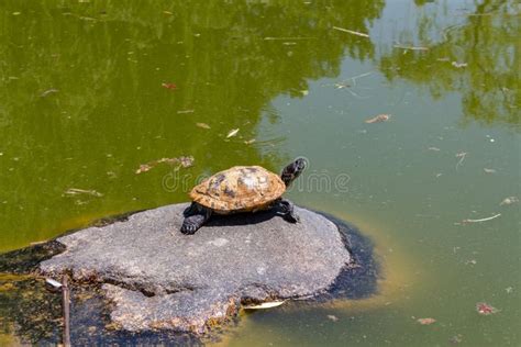 Water Turtles On Rock In Lake On A Sunny Day Stock Photo Image Of