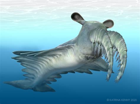 Meet The ‘frankenprawn An Ancient Deep Sea Monster That Had