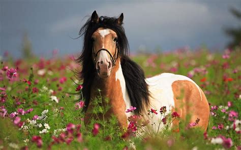 Spring Beauty Most Beautiful Animals Beautiful Horses Beautiful