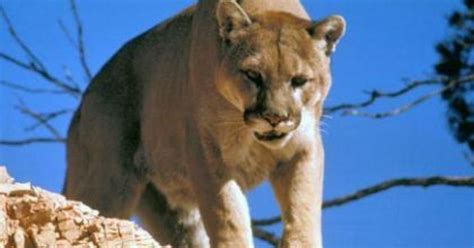 3 Mountain Lions Killed After Feeding On Human Remains In Arizonas
