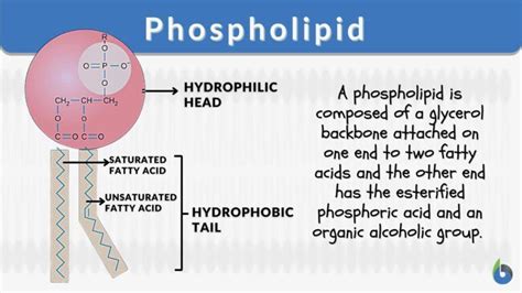 Phospholipid Definition And Examples Biology Online Dictionary