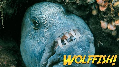 15 Pictures About Wolf Fish Pets Lovers