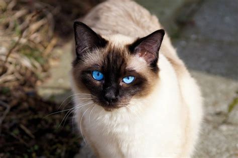 Siamese Cats All About This Amazing Cat Breed Cathour