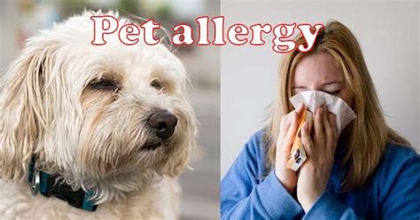 Pet Allergy Symptoms And Causes
