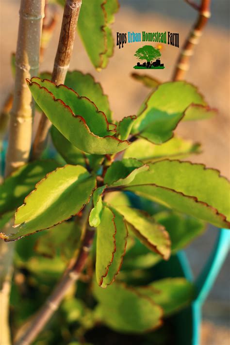 Buy Leaf Of Life Bryophyllum Pinnatum Plantleaf Of Life Bryophyllum