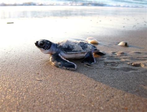The Green Sea Turtle Padre Island National Seashore Us National