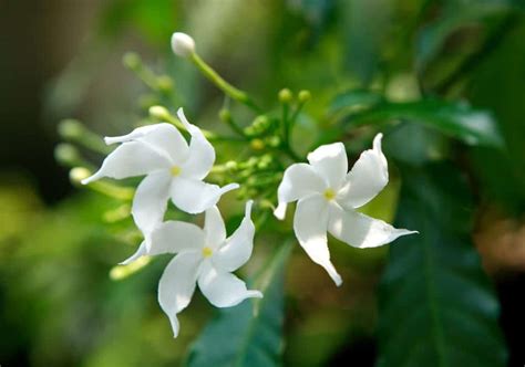 How To Grow Star Jasmine Plant Care Tips Upgardener™