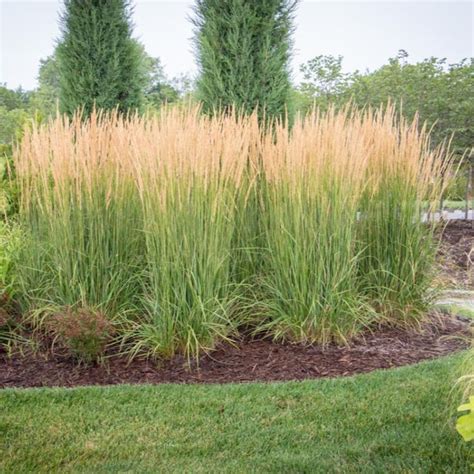 Feather Reed Grass ‘karl Foerster 1 Gallon Pot Perennials Plants