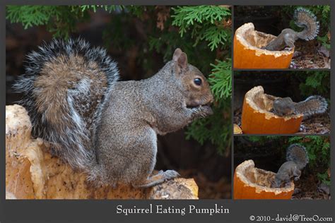 Squirrel Eating Pumpkin Fine Arts Photography