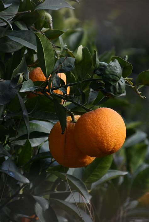 Orange Plant Pictures Download Free Images On Unsplash