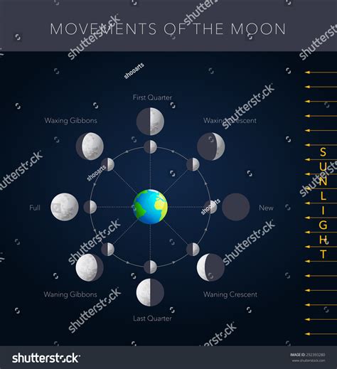 Movements Of The Moon 8 Lunar Phases Vector 292393280 Shutterstock