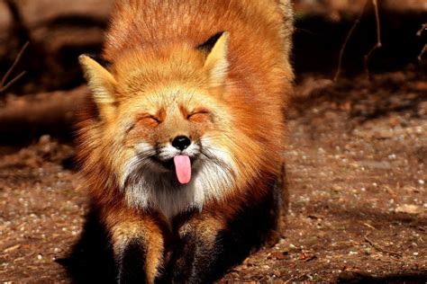 Cute Animal Fox Funny Face Protruding Tongue Kc952 Living Room Home