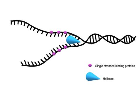 5 4 DNA Replication Human Biology