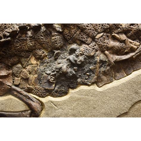 50 Million Year Old Fossil Crocodile Specimen Green River Formation