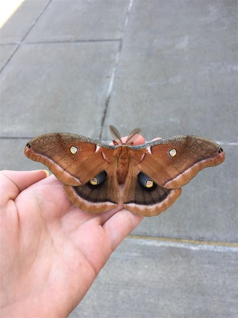 Large Moth I Found In Central New York Any Ideas On What The Species