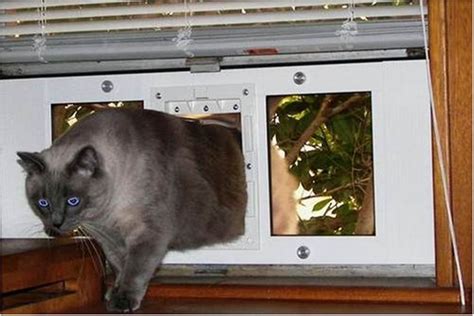 Fitted easily and much better quality than previous one. Best Window Mounted Cat Door Ideas - Spiffy Pet Products