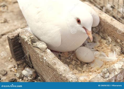 White Dove In The Nest Stock Photo Image Of Wing Symbol 24696182