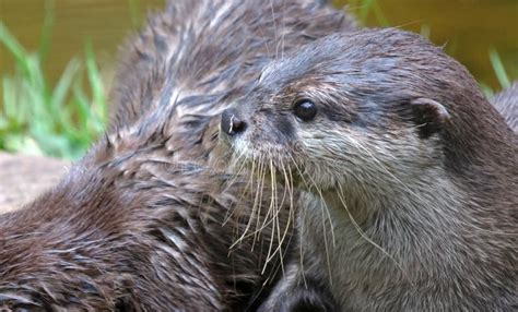 Baby Otter Playing Close Up Selective Focus Stock Image Image Of