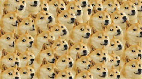 Wallpaper Face Memes Doge 1366x768 Px Vertebrate Dog Like Mammal