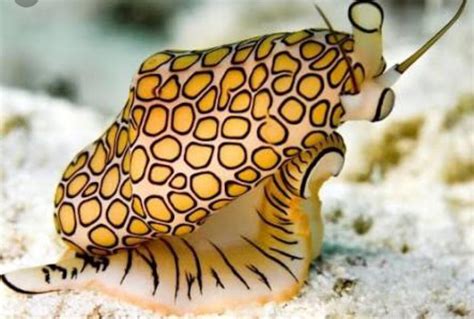 Cyphoma Gibbosum Is A Species Of Flamingo Tongue Snail Native To The