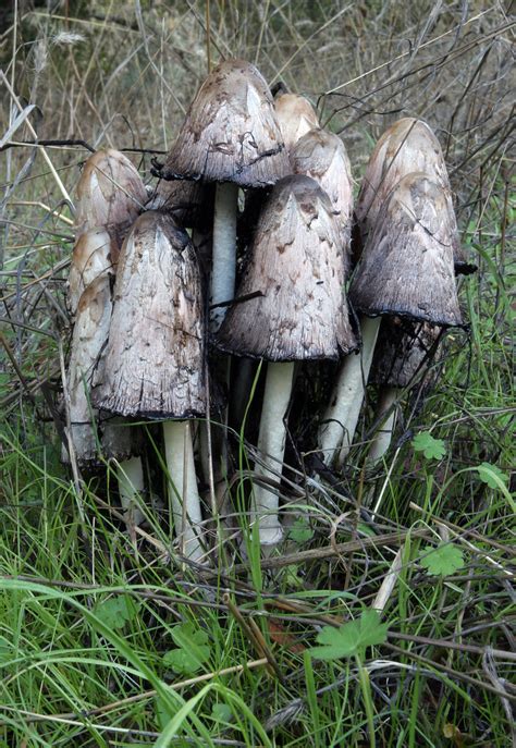 Shaggy Mane Mushrooms Shaggy Mane Mushrooms Coprinus Coma Flickr