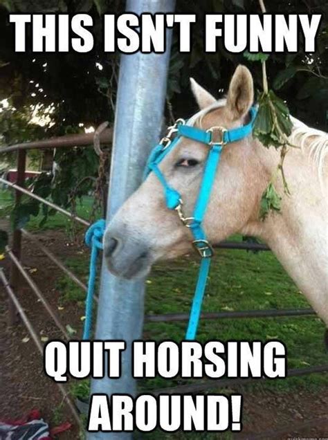 The Funniest Horse Puns In The Barn Viraluck Humor Horse Puns