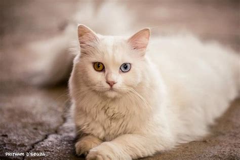 60 Gorgeous Cats With Heterochromia Iridum Different Colored Eyes