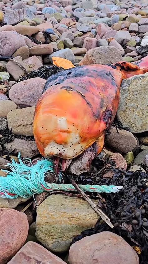 Mysterious Orange Sea Beast Washes Up On UK Beach And People Have No