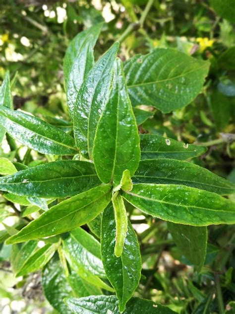 Contoh Pokok Berbulu Halus Sains Tahun Proses Hidup Tumbuhan Quiz The