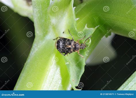 Bruchus Rufimanus Commonly Known As The Broad Bean Weevil Broad Bean