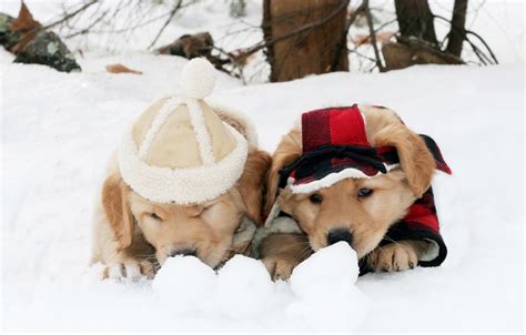 Dogs In The Snow Wallpapers Wallpaper Cave